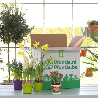 Voorjaarsbloeierbox - 4 stuks