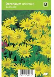 Voorjaarszonnebloem (doronicum orientale "Leonardo") voorjaarsbloeier - 12 stuks