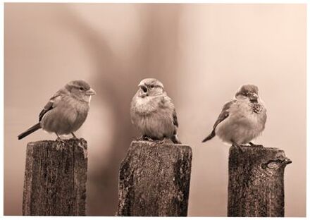 | Vroege Vogels - Buitencanvas - Sepia - 50x70 cm Bruin