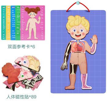 Vroegschoolse Educatie Educatief Speelgoed Magnetische Menselijk Structuur Cognitieve Puzzel 4 Lagen Jongens En Meisjes Kleuterschool