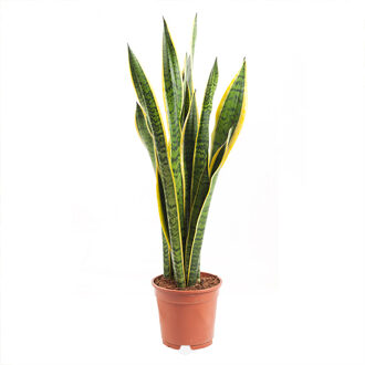 Vrouwentong (Sansevieria Trifasciata Laurentii) - P 17 cm
