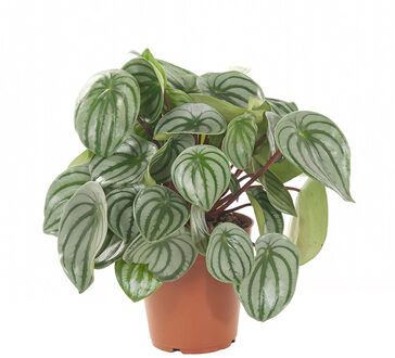 Watermeloenplant (Peperomia Argyreia) - P 15 cm