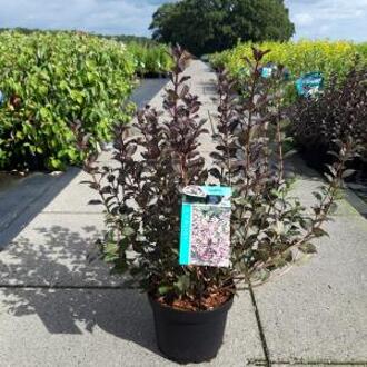 Weigela Florida struik Foliis Purpureis - 80 - 100 cm - 5 stuks