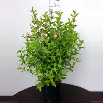 Weigela Florida struik Pink Princess - 80 - 90 cm - 5 stuks