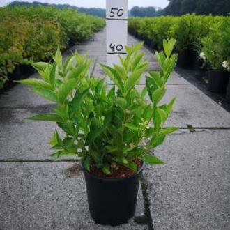 Weigela struik Candida - 60 - 80 cm - 5 stuks