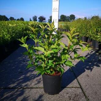 Weigela struik Red Prince - 60 - 80 cm - 5 stuks