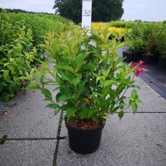Weigela struik Red Prince - 80 - 100 cm - 5 stuks