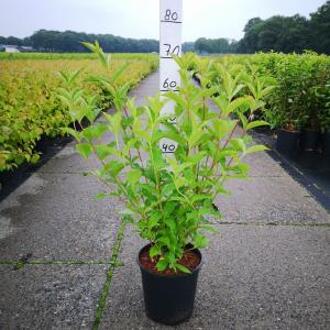 Weigela struik Styriaca - 60 - 80 cm - 5 stuks