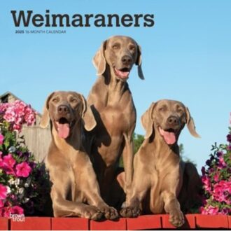 Weimaraners 2025 12 X 24 Inch Monthly Square Wall Calendar Plastic-Free - Browntrout