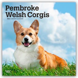 Welsh Corgis, Pembroke 2026 Square Flap Calendar - Browntrout Wandkalender - Browntrout Publishers