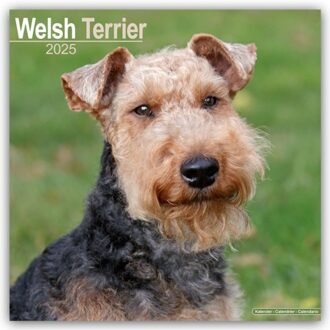 Welsh Terrier Calendar 2025 Square Dog Breed Wall Calendar - 16 Month - Browntrout Wandkalender - Avonside Publishing Ltd