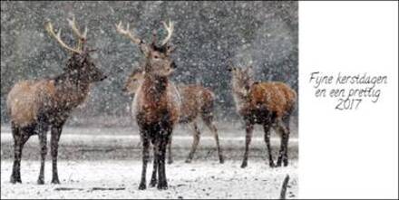 Wenskaarten 15x15 cm