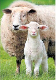 Wenskaarten blanco dier pak a 10 stuks multi