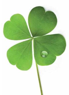 Wenskaarten blanco pak a 10 stuks multi