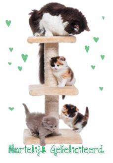 Wenskaarten Gefeliciteerd pak a 10 stuks multi