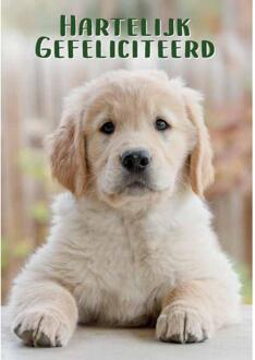 Wenskaarten Gefeliciteerd pak a 10 stuks multi