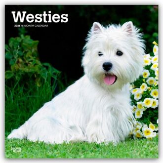 West Highland White Terriers - Westhighland White Terrier - Westies 2026 - 16-Monatskalender - - Browntrout Publishers
