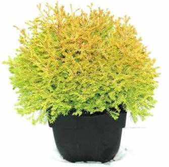 Westerse levensboom (Thuja occidentalis "Rheingold") conifeer