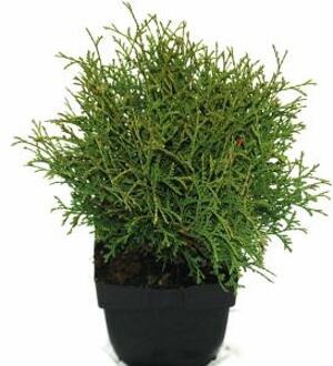 Westerse levensboom (Thuja occidentalis "Tiny Tim") conifeer