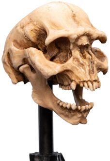 Weta Workshop Lord of the Rings Mini Statue Skull of a Moria Orc 13cm