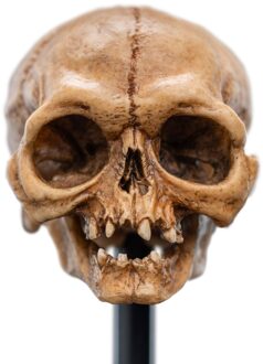 Weta Workshop Lord of the Rings Mini Statue Skull of Gollum 13cm