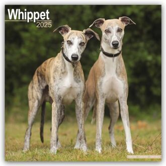 Whippet Calendar 2025 Square Dog Breed Wall Calendar - 16 Month - Browntrout Wandkalender - Avonside Publishing Ltd.
