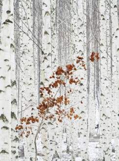 White Birch Forest Vlies Fotobehang 192x260cm 4-banen