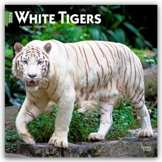 White Tigers 2026 Square Flap Calendar - Browntrout Wandkalender - Browntrout Publishers