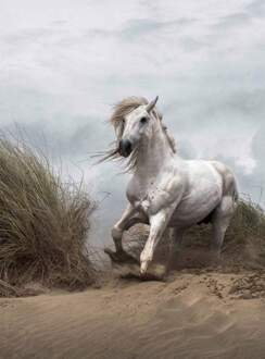 White Wild Horse Vlies Fotobehang 192x260cm 4-banen