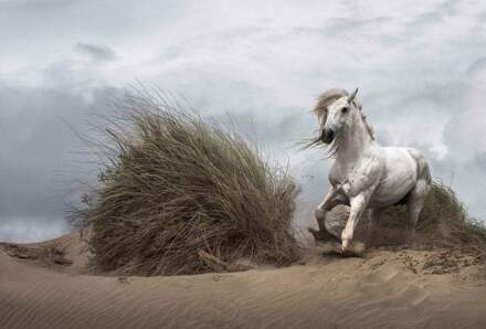 White Wild Horse Vlies Fotobehang 384x260cm 8-banen