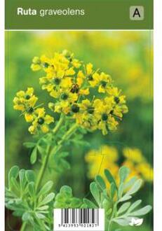 Wijnruit (ruta graveolens) kruiden - 12 stuks