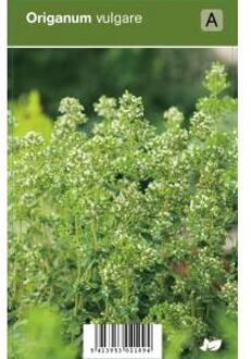 Wilde marjolein (origanum vulgare) kruiden - 12 stuks