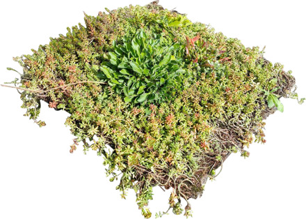 Wildflower Sedum cassette per m2