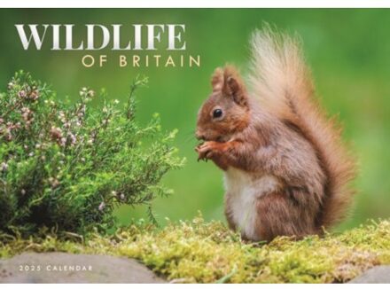 Wildlife Of Britain A4 Calendar 2025 - Calendars, Carousel