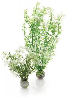 winterbloem - middel