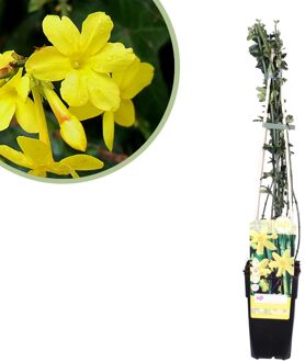 Winterjasmijn - Jasminum Nudiflorum - P15