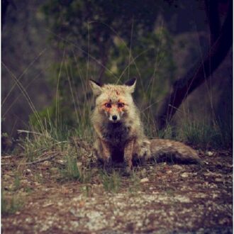 Winterpills - Love Songs