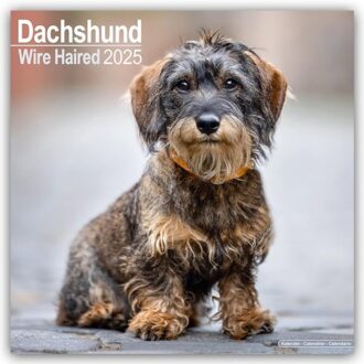 Wirehaired Dachshund Calendar 2025 Square Dog Breed Wall Calendar - 16 Month - Browntrout - Avonside Publishing Ltd