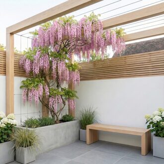 Wisteria Rosea - Roze Regen - P15