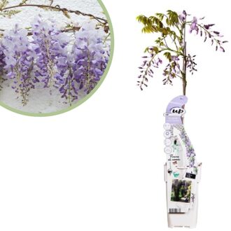 Wisteria sinensis Caroline - Blauwe Regen - P15