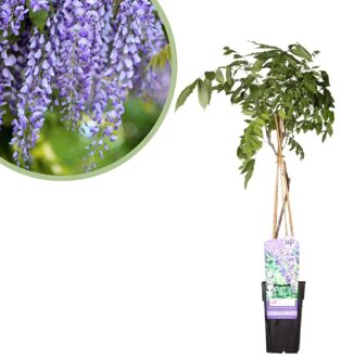 Wisteria sinensis Prolific - Blauwe Regen - P15