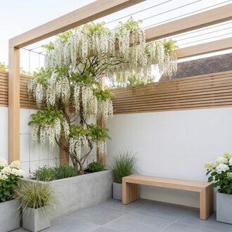 Wisteria Sinsensis Alba - Witte Regen - P15