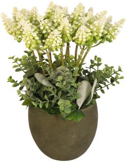 Witte druiven in pot H 30cm x B 17cm