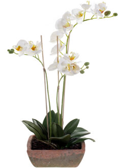 Witte orchidee kunstplant in terracotta pot 50 cm - Orchidaceae - Woondecoratie/accessoires - Kunstplanten - Nepplanten - Orchidee planten in pot