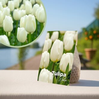 Witte tulpenbollen - 20 stuks