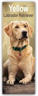 Yellow Labrador Retriever Slim Calendar 2025 Dog Breed Slimline Calendar - 12 Month - - Avonside Publishing Ltd