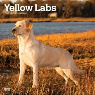 Yellow Labrador Retrievers 2025 12 X 24 Inch Monthly Square Wall Calendar Plastic-Free - Browntrout