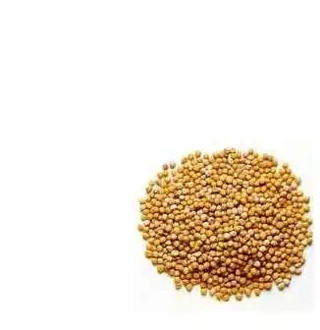 Yellow mustar seed