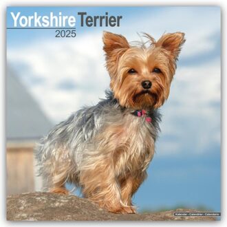 Yorkshire Terrier Calendar 2025 Square Dog Breed Wall Calendar - 16 Month - Browntrout Wandkalender - Avonside Publishing Ltd