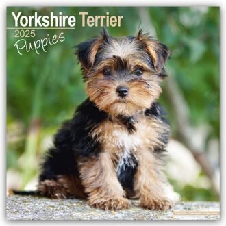 Yorkshire Terrier Puppies Calendar 2025 Square Dog Puppy Breed Wall Calendar - 16 Month - Browntrout - Avonside Publishing Ltd.